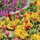 FLOWER BED