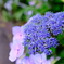 紫陽花
