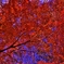 紅葉（ＨＤＲ）