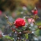 秋薔薇 (蔵出し)