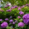紫の紫陽花