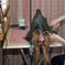 愛犬　TIGER君