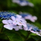 紫陽花