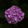紫陽花花火