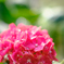 紫陽花2
