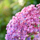 紫陽花3