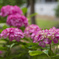 桃色紫陽花