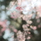 桜、光