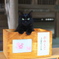猫おみくじ