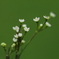 三つ葉の花