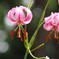 ユリの花1