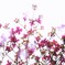 花水木01