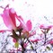 花水木02