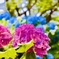 レッドブルー紫陽花