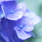 紫陽花