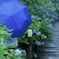 梅雨の小径に傘一輪