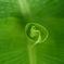 夢幻