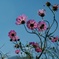 華やか