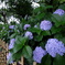 紫陽花と柵