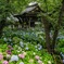 雨と妙楽寺2