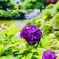 紫陽花と噴水と