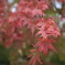 紅葉-MOMIJI-