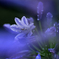 DSC03558 花たちの覚醒