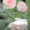 薔薇
