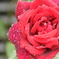 紅き薔薇には憂いの涙を