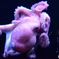 奇妙な生き物