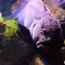 奇妙な生き物2