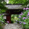 あじさい寺
