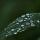 DSC03591 草の露