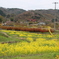 花見山公園（福島県福島市）H31.4.21／01