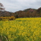 花見山公園（福島県福島市）H31.4.21／02