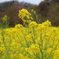 花見山公園（福島県福島市）H31.4.21／03