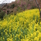 花見山公園（福島県福島市）H31.4.21／04