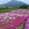 芝桜の丘（北海道倶知安町）R1.6.1／01