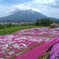 芝桜の丘（北海道倶知安町）R1.6.1／02