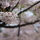弘前公園（青森県弘前市）にて H29.4.30／01