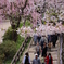 弘前公園（青森県弘前市）にて H29.4.30／01