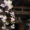 角館（秋田県）にて H29.5.1／01