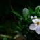 雨と花