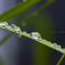 雨上がりの楽しみ