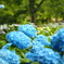 紫陽花その1