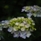 紫陽花その3