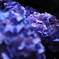 箱根の紫陽花