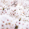 重なる桜