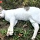 インドアシュラムの猫