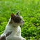 公園の猫　15